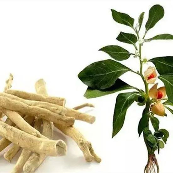 ashwagandha 
