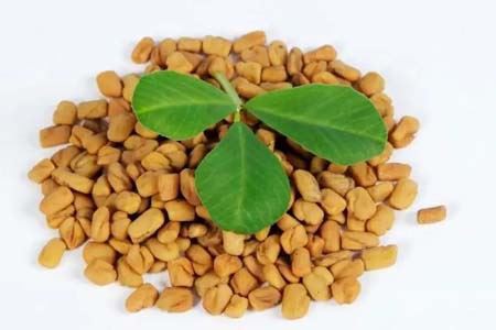 fenugreek