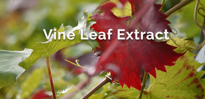 red vine leaf extract2